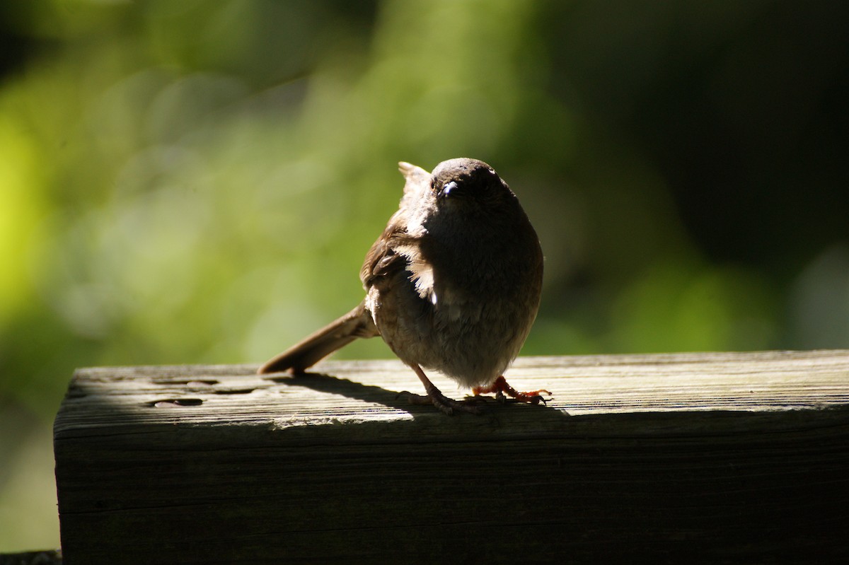 Dunnock - ML642582175