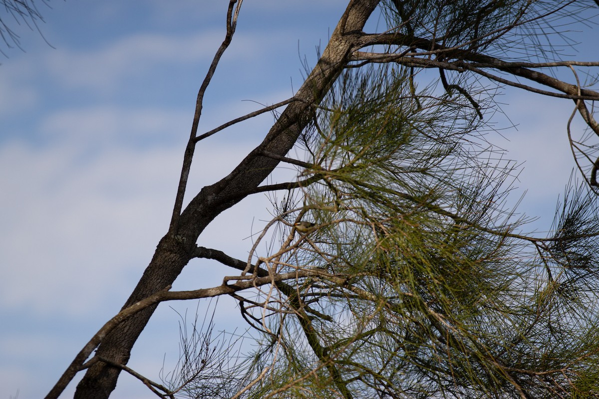 Striated Pardalote - ML642582178