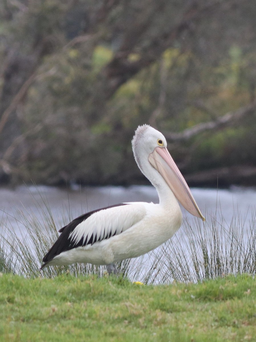 Australian Pelican - ML642582185