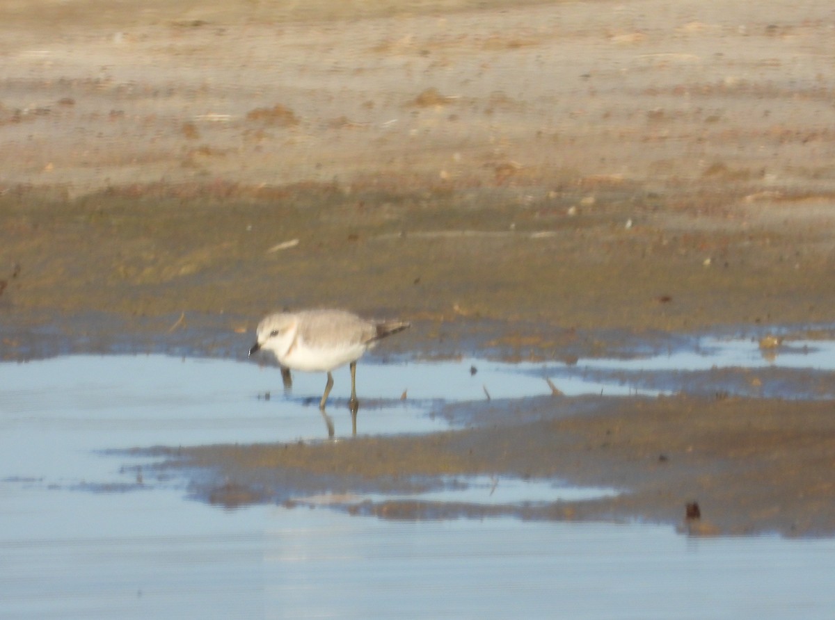Chestnut-banded Plover - ML642582188