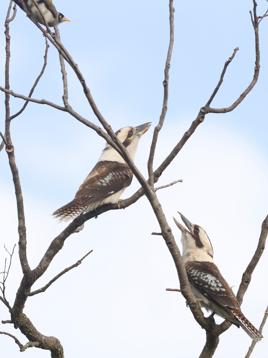 Laughing Kookaburra - ML642582202