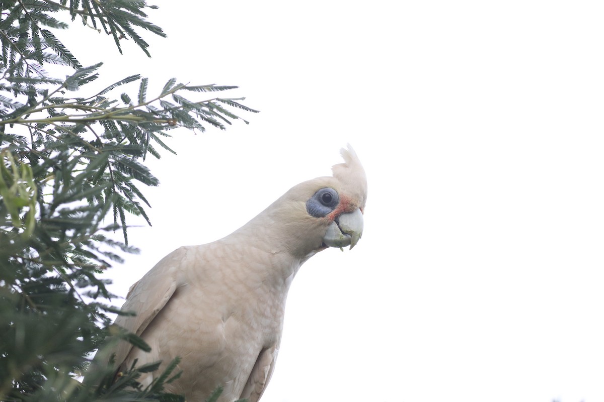 Little Corella - ML642582229