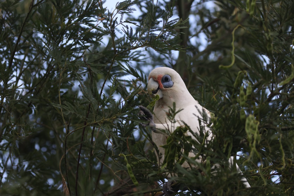 Little Corella - ML642582230
