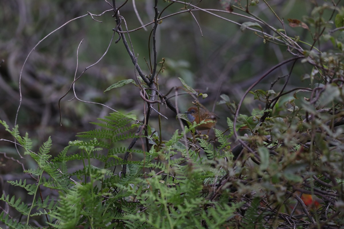 Southern Emuwren - ML642582243