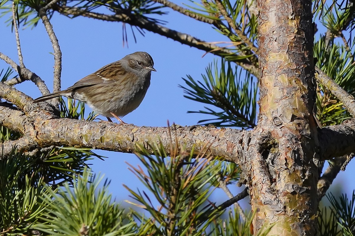 Dunnock - ML642582249