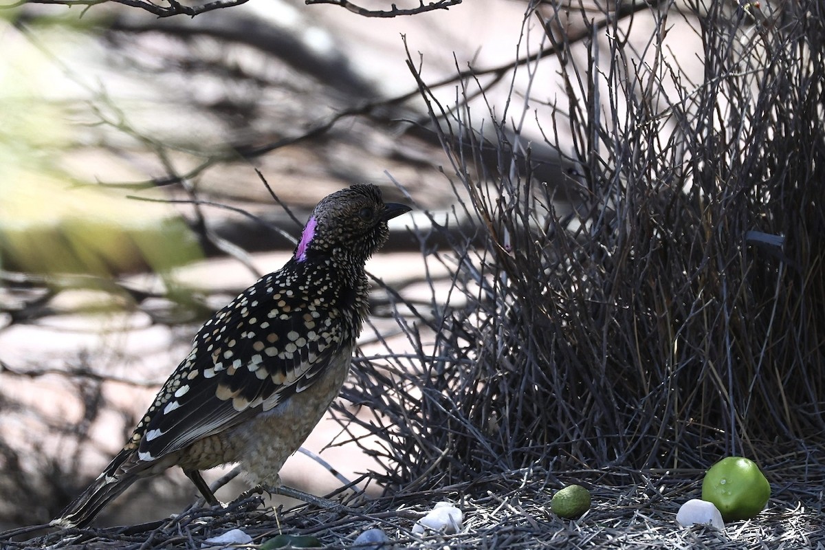 Western Bowerbird - ML642582251