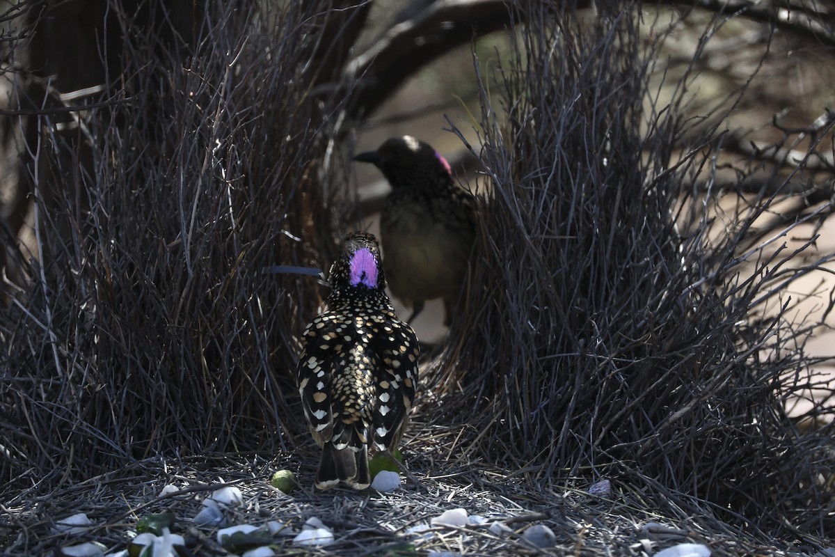 Western Bowerbird - ML642582252