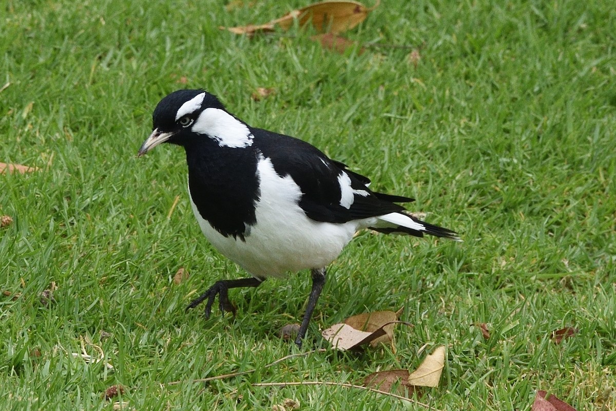 Magpie-lark - ML642582256