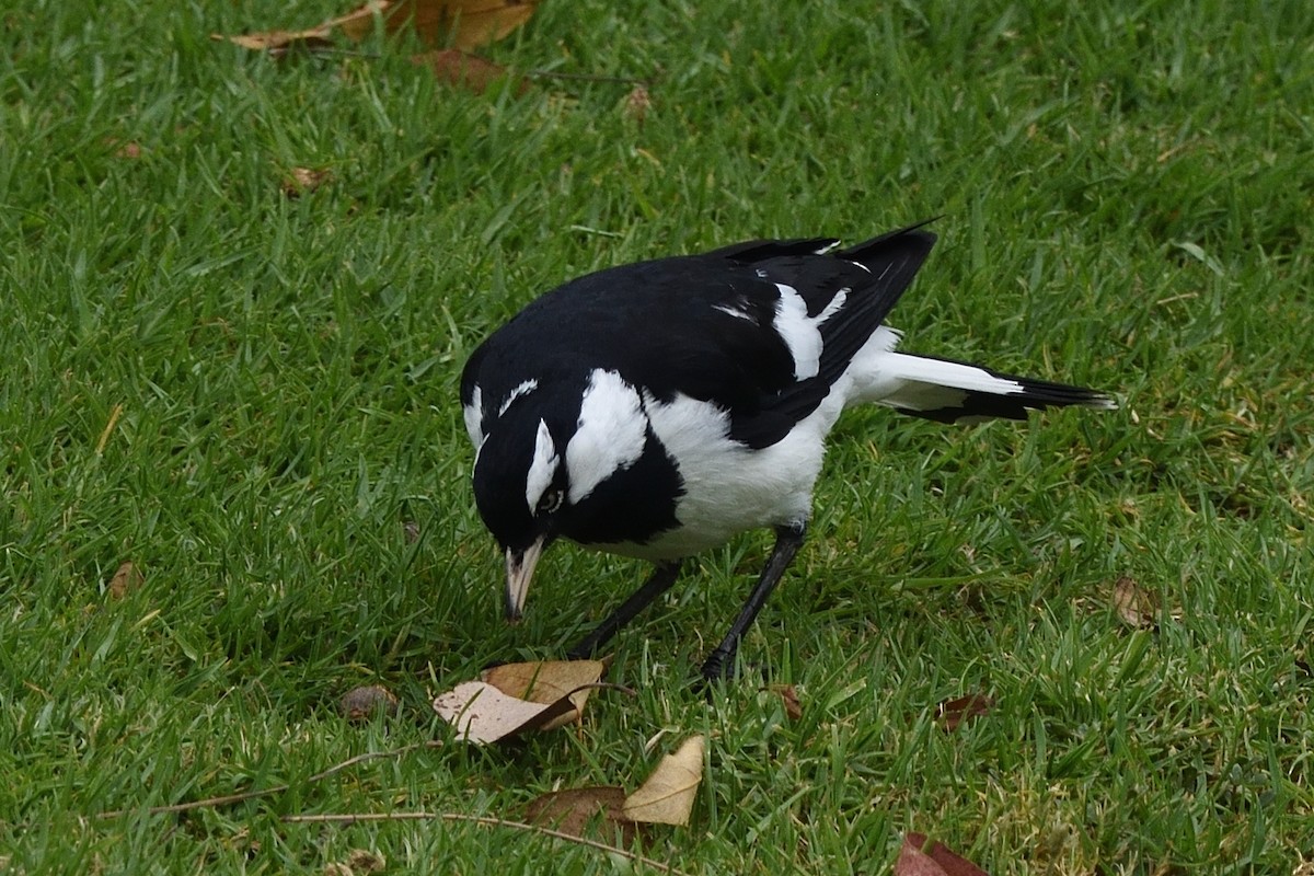 Magpie-lark - ML642582257