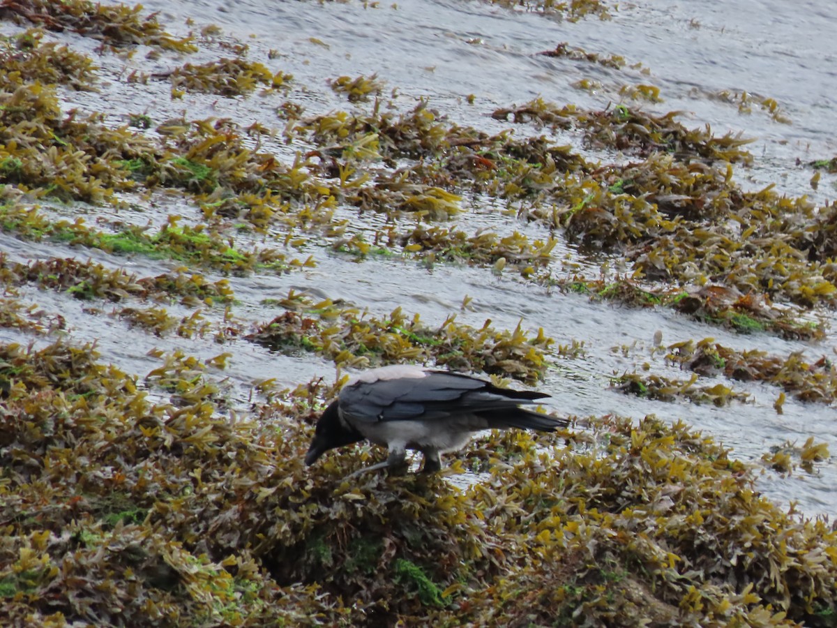 Hooded Crow - ML642582259