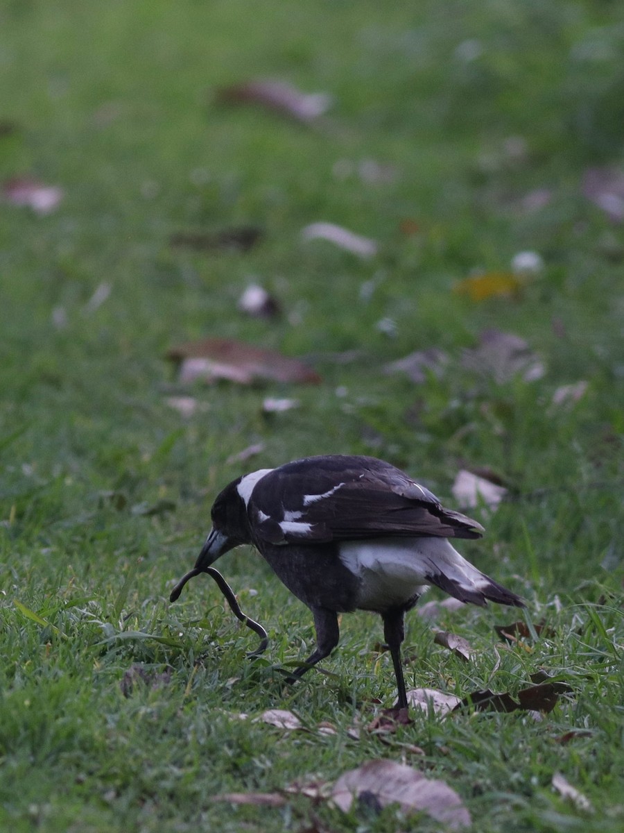 Australian Magpie - ML642582266