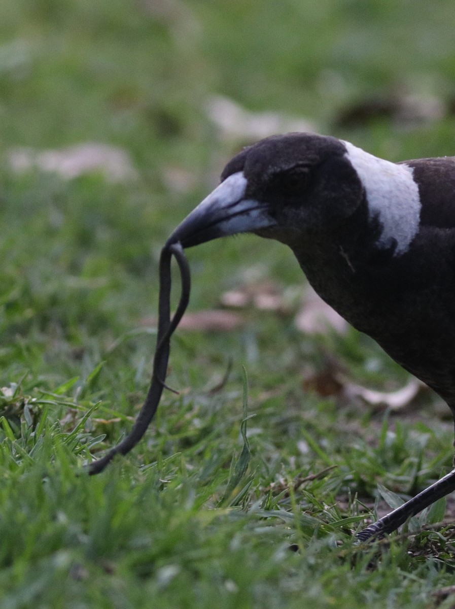Australian Magpie - ML642582267