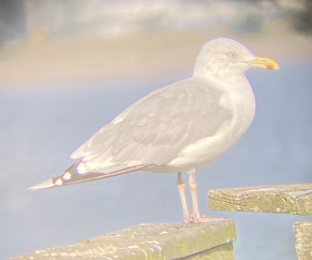 American Herring Gull - ML642582269