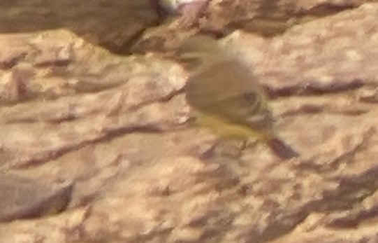 Palm Warbler (Yellow) - ML642582275
