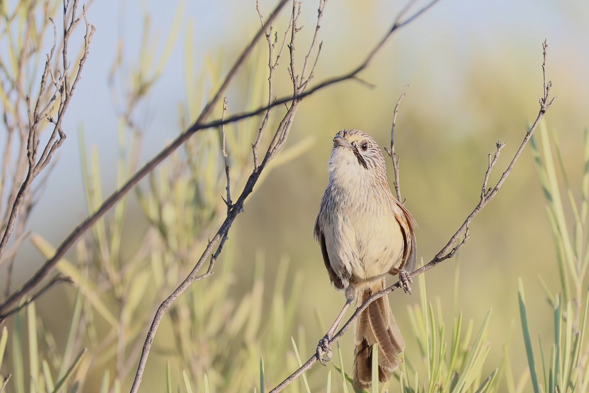 Sandhill Grasswren - ML642582277