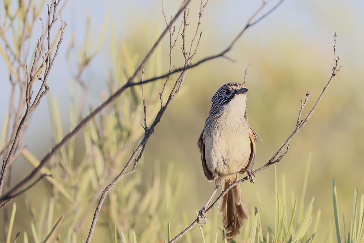 Sandhill Grasswren - ML642582278