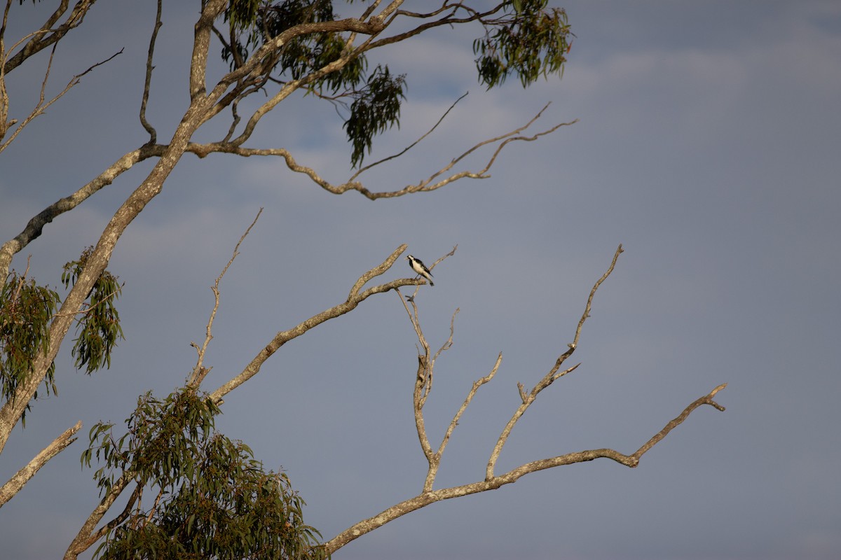 Magpie-lark - ML642582289