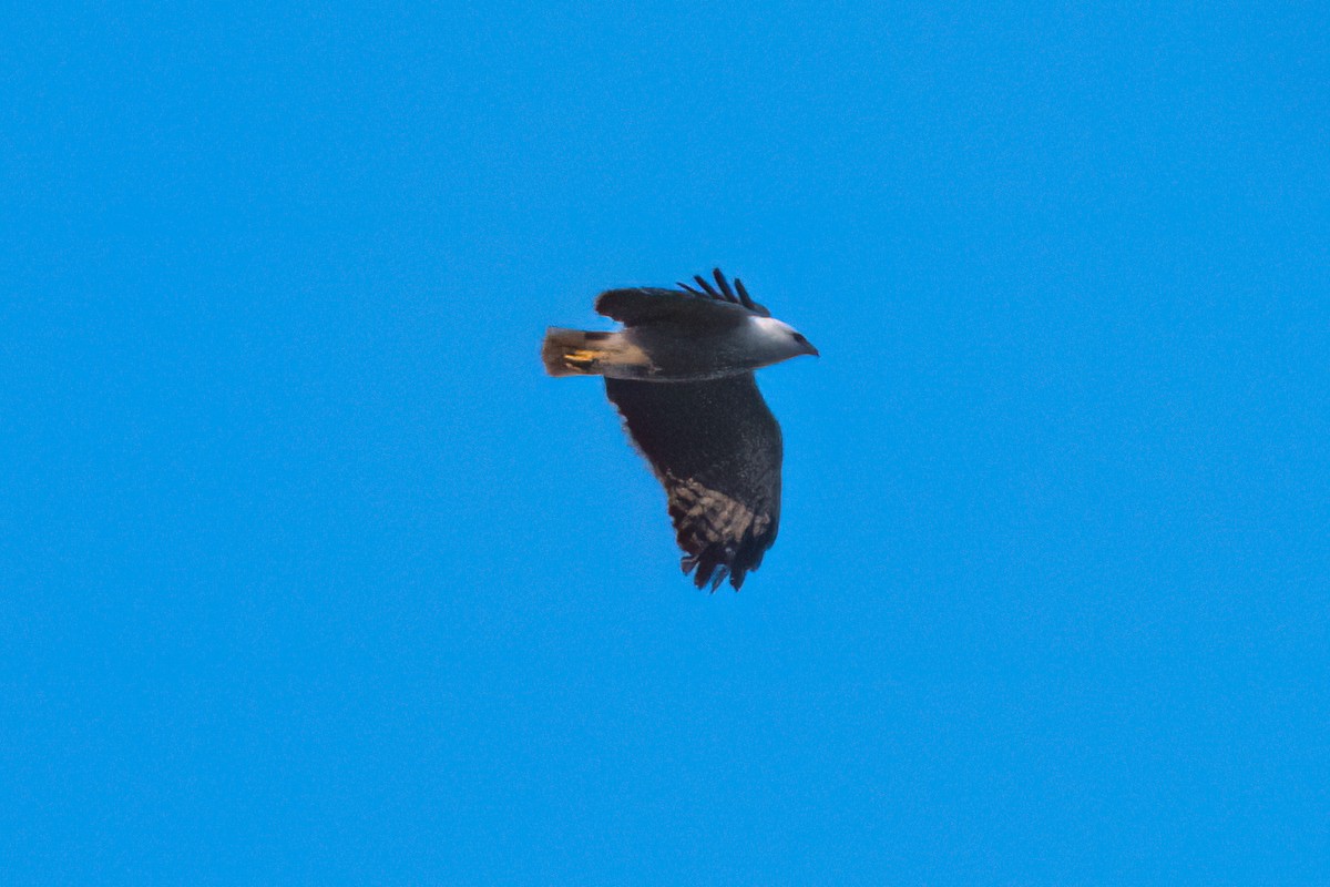 Mantled Hawk - ML642582290