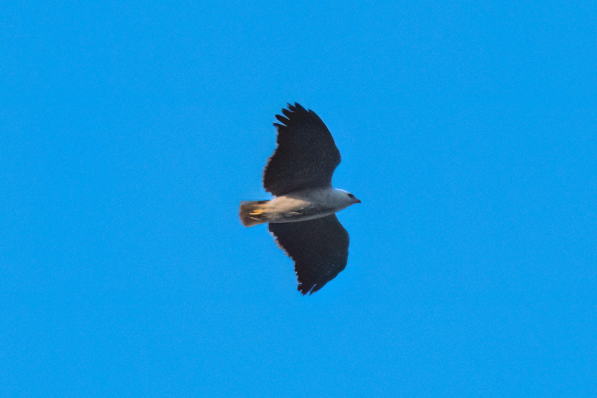 Mantled Hawk - ML642582291
