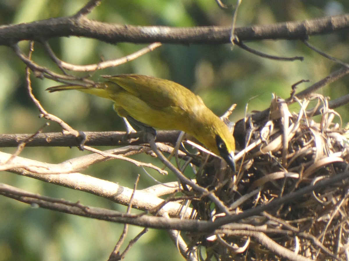 African Golden Oriole - ML642582311