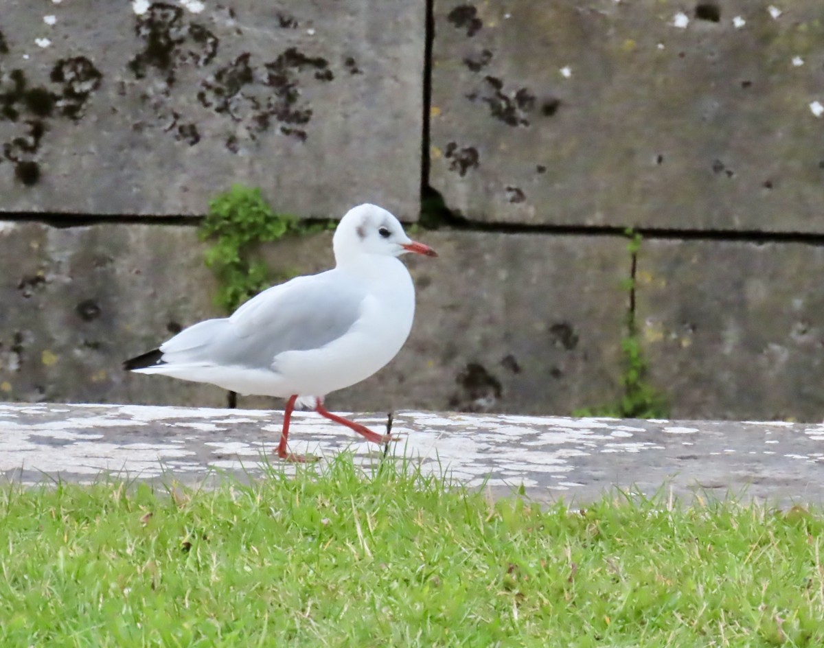 Black-headed Gull - ML642582317