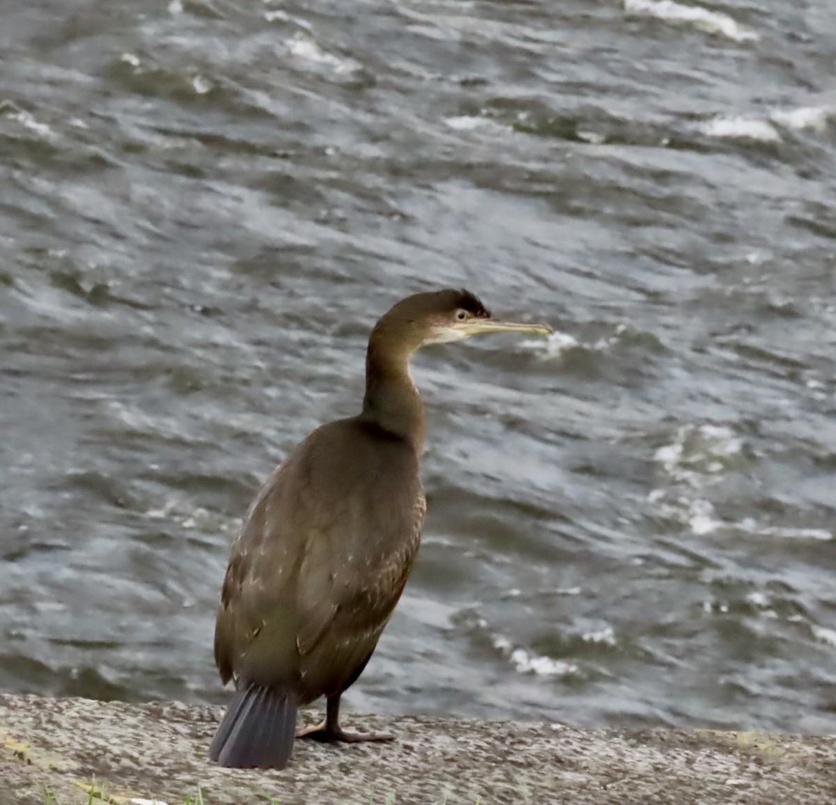 European Shag - ML642582347