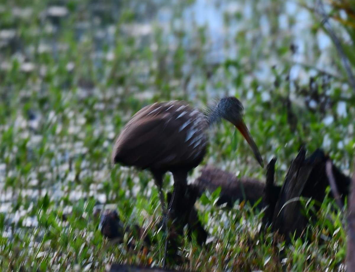 Limpkin - ML642582350