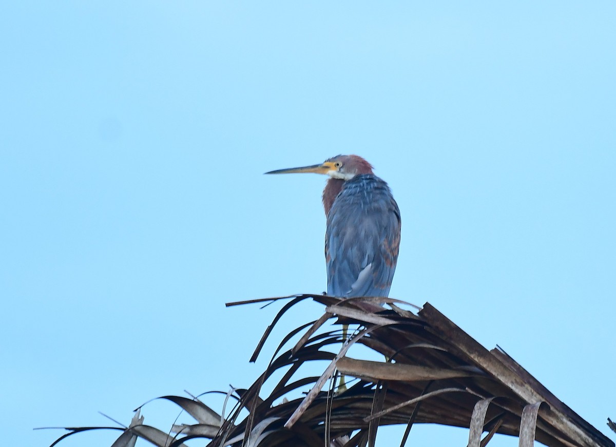Tricolored Heron - ML642582360