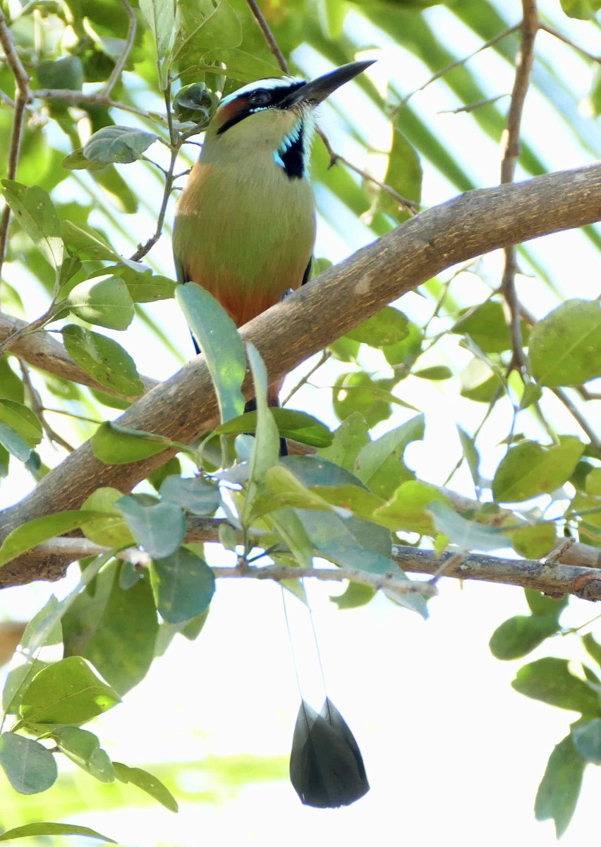 Turquoise-browed Motmot - ML642582365