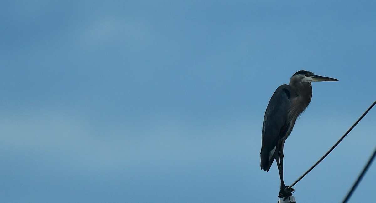 Great Blue Heron - ML642582367