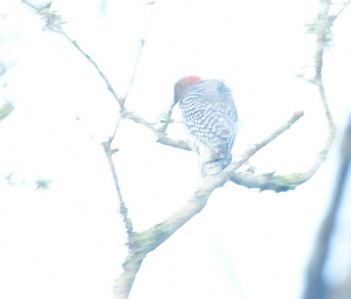 Red-bellied Woodpecker - ML642582382
