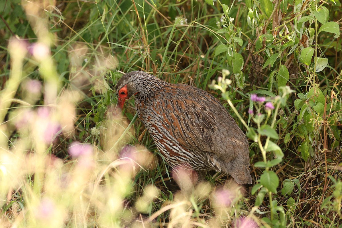 Gray-breasted Spurfowl - ML642582384