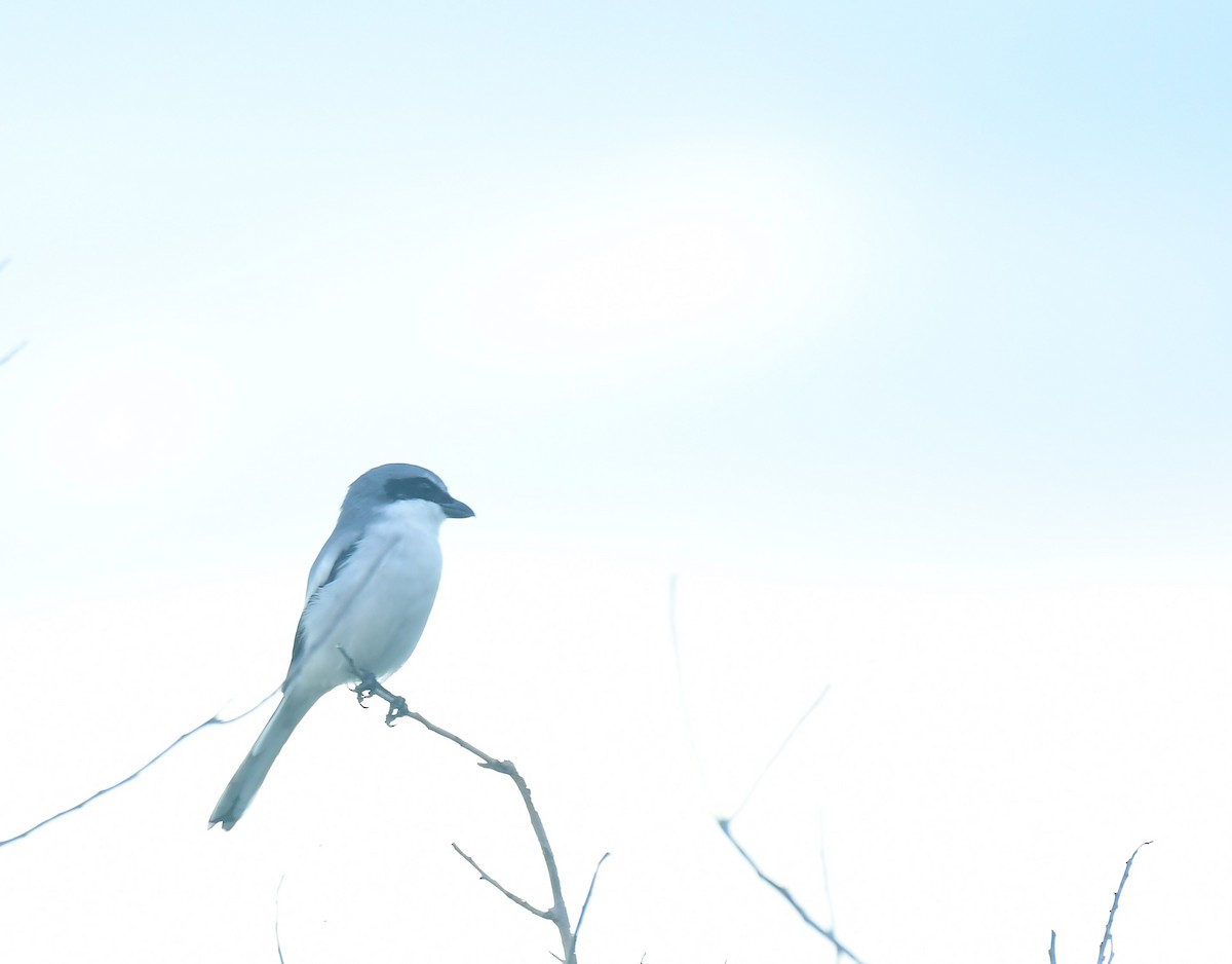 Loggerhead Shrike - ML642582397