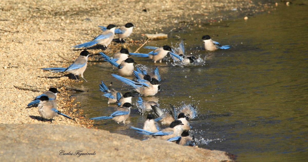 Iberian Magpie - ML642582407