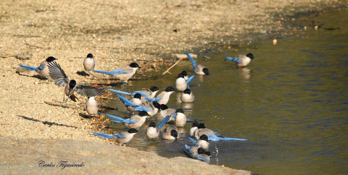 Iberian Magpie - ML642582408