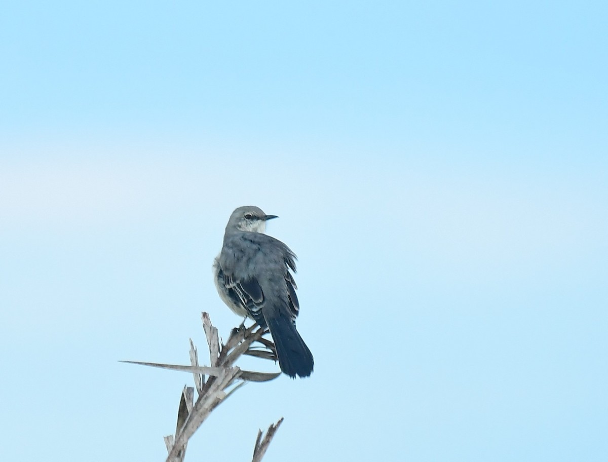 Northern Mockingbird - ML642582412