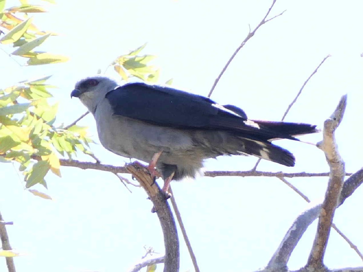 Plumbeous Kite - ML642582425