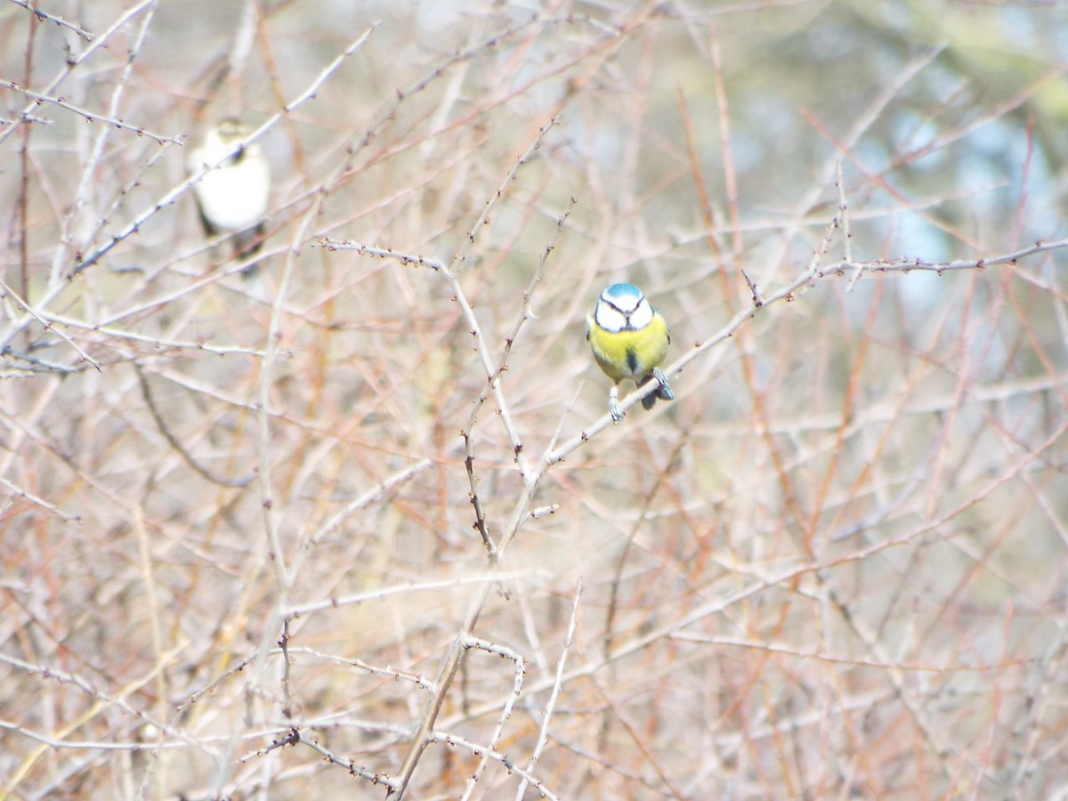 Blaumeise - ML642582426