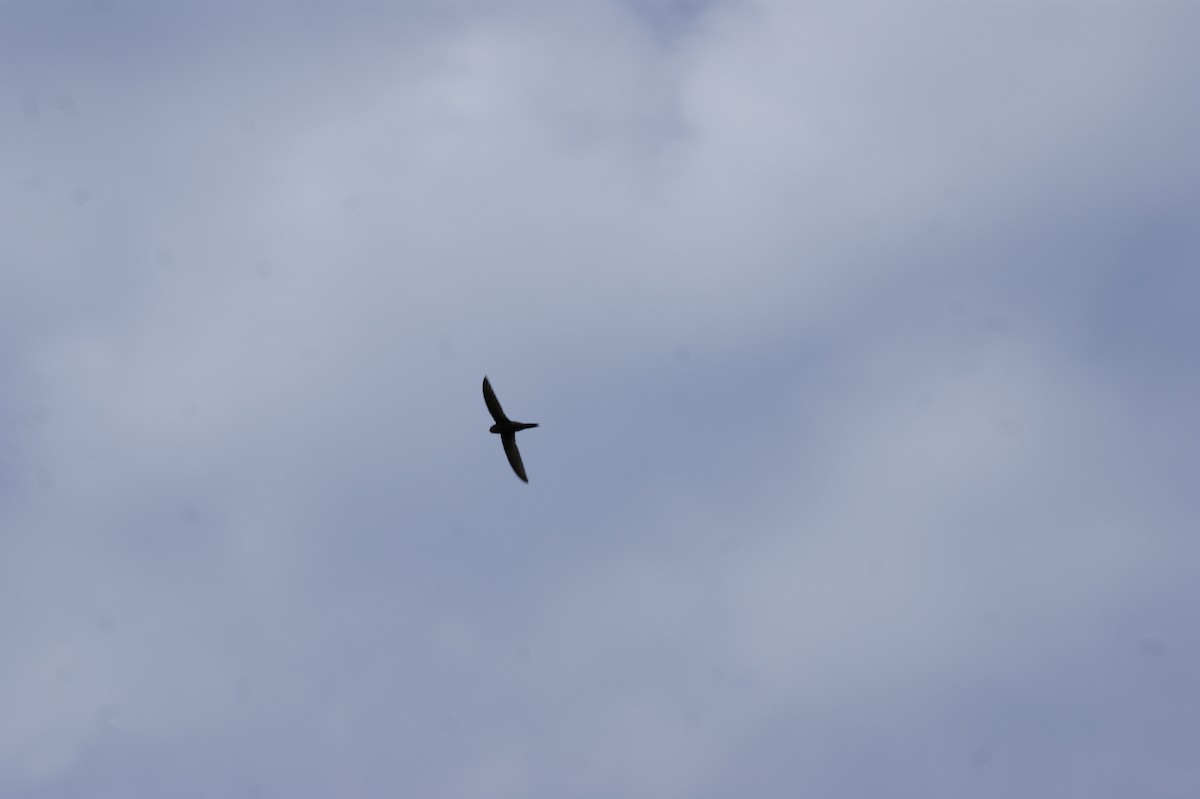 Common Swift - ML642582429
