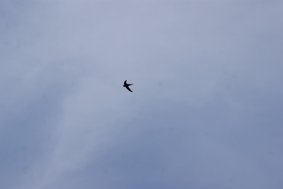 Common Swift - ML642582435