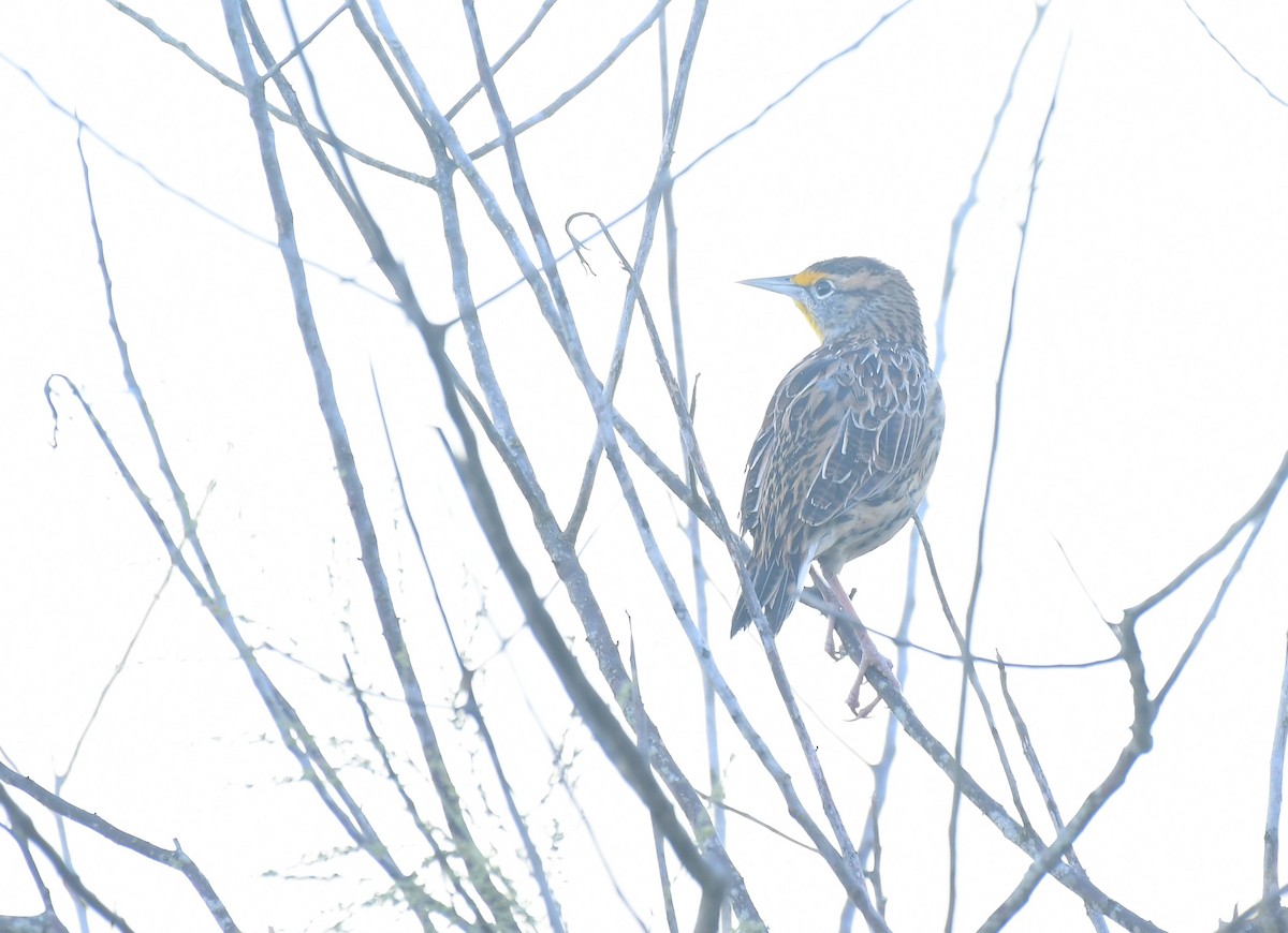Eastern Meadowlark - ML642582437