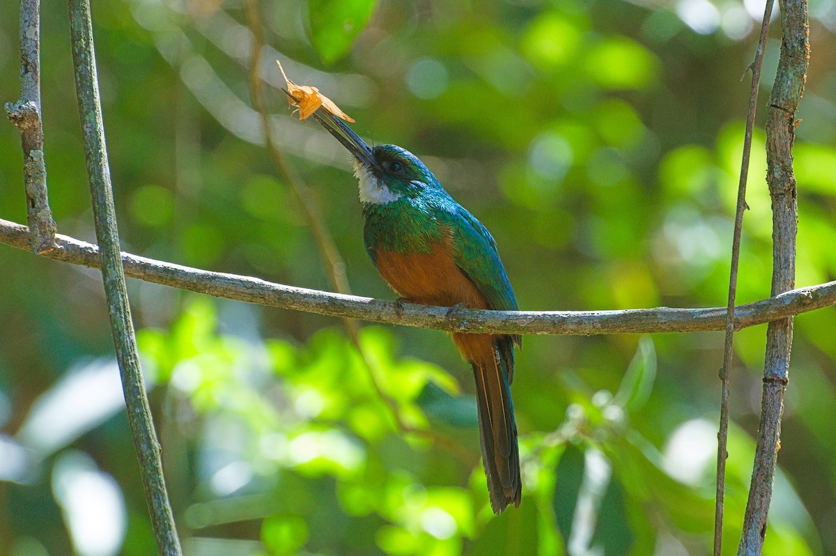 Rufous-tailed Jacamar - ML642582442