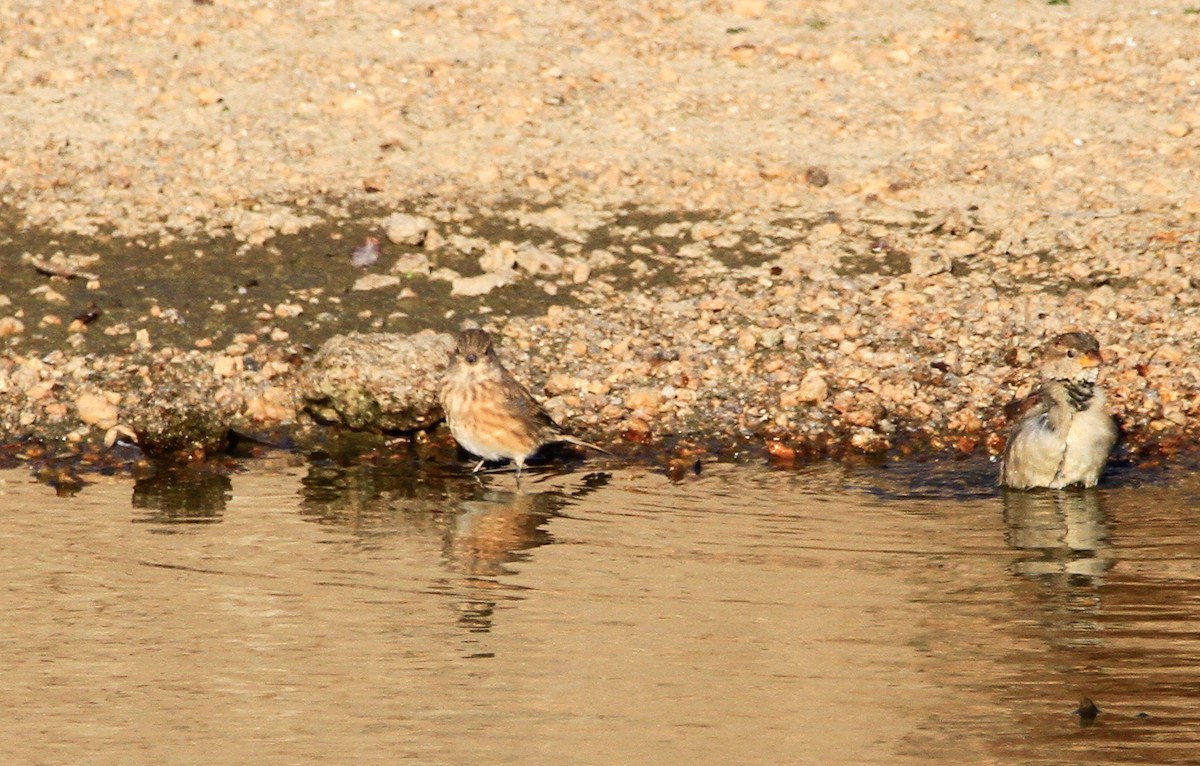 赤胸朱頂雀 - ML642582455