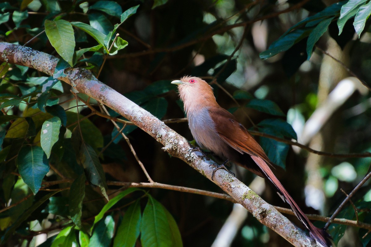 Common Squirrel-Cuckoo - ML642582470