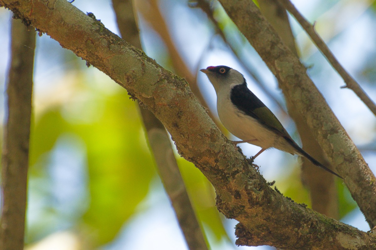 Pin-tailed Manakin - ML642582479