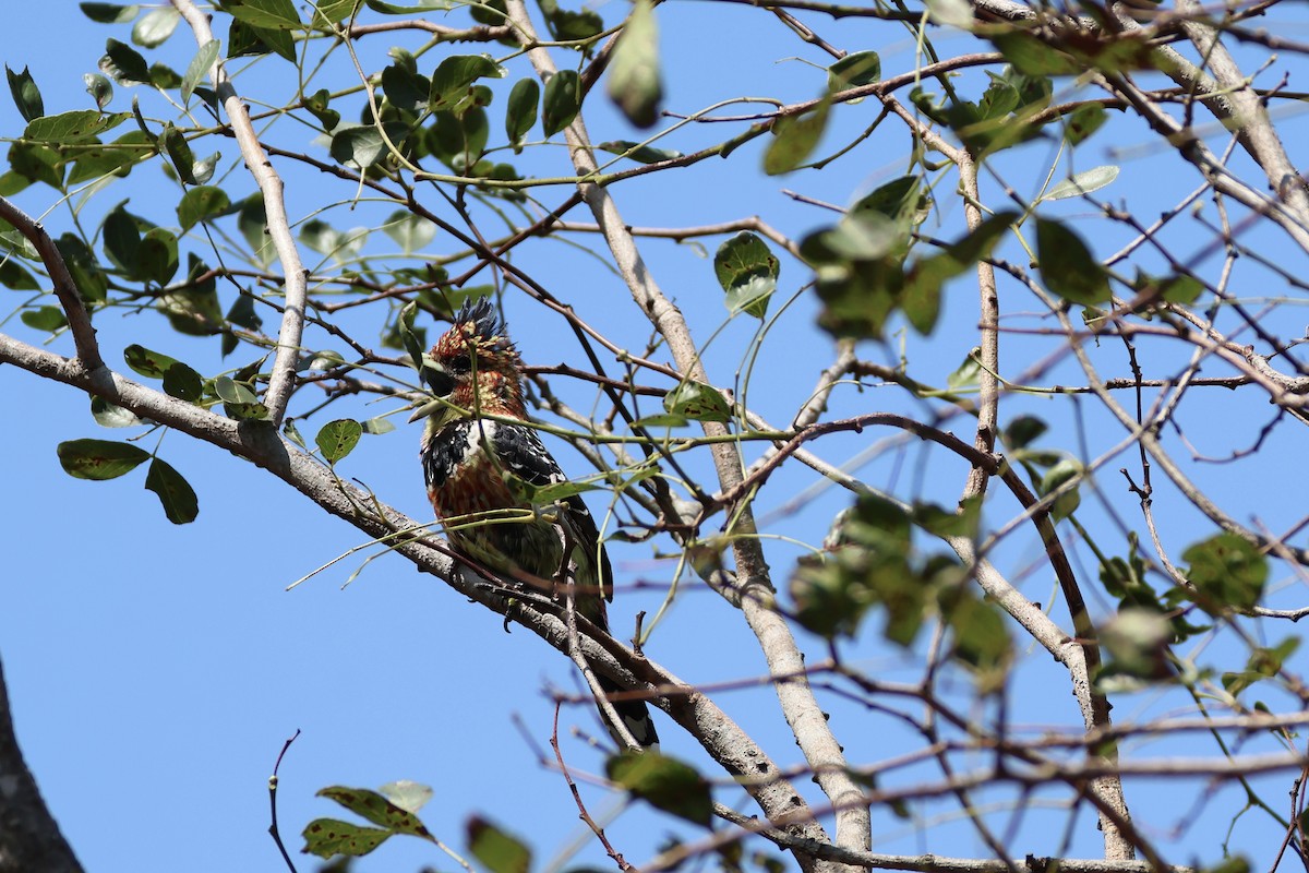 Crested Barbet - ML642582482