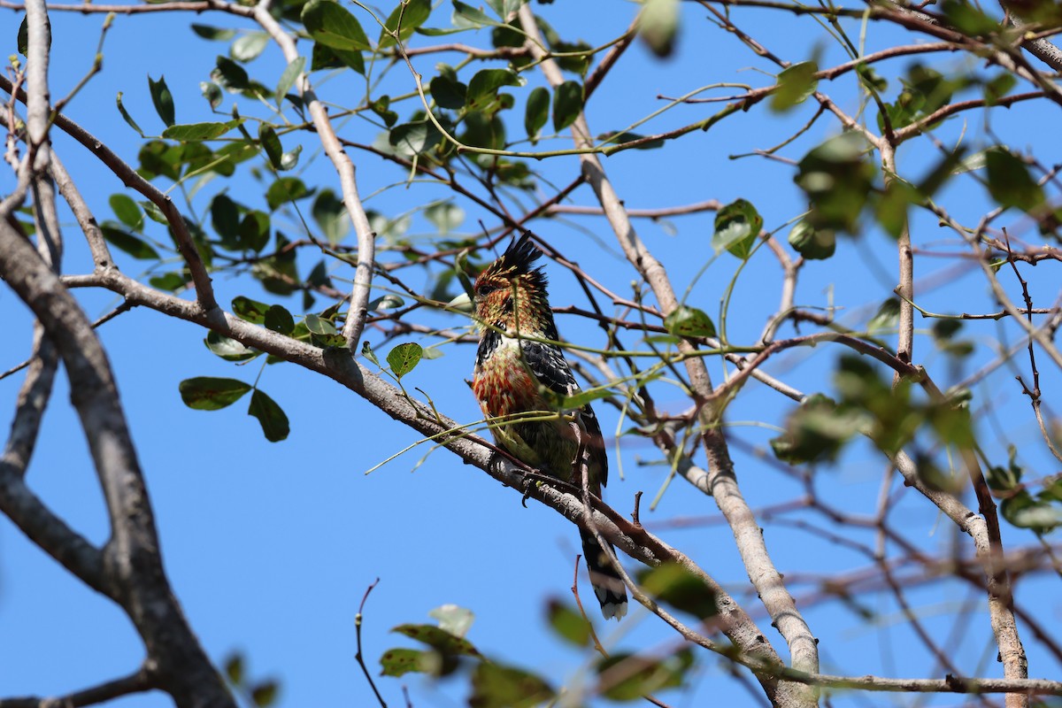 Crested Barbet - ML642582483