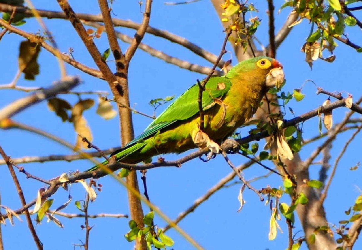 メキシコインコ - ML642582488