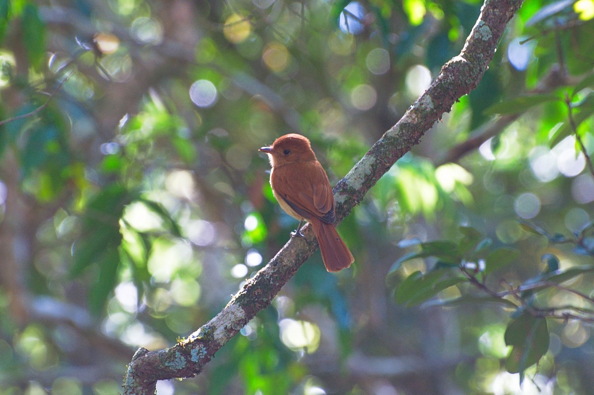 Rufous Casiornis - ML642582491