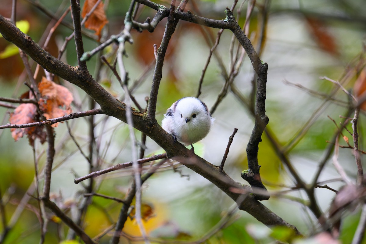 Long-tailed Tit - ML642582511